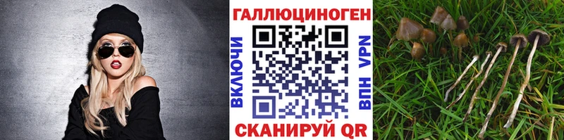 купить наркотики сайты  Новоалександровск  Псилоцибиновые грибы MAGIC MUSHROOMS 